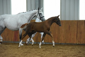 ENTRIES OPEN FOR 2017 BEF FUTURITY